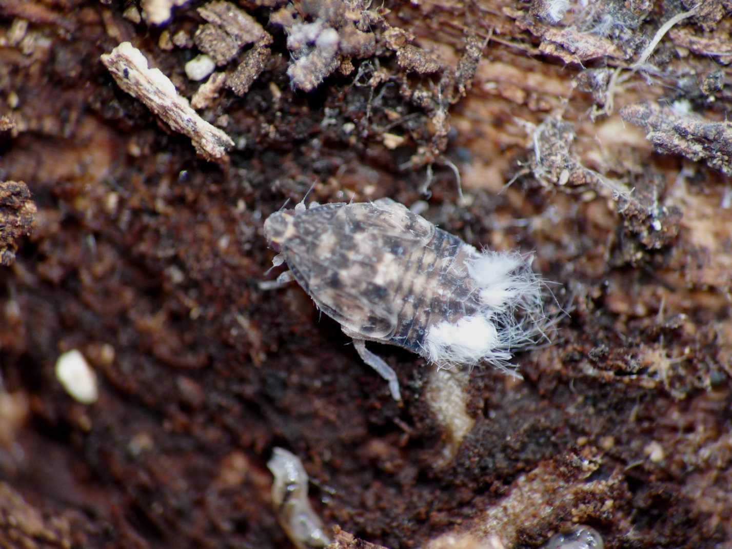 altre ninfe..Famiglia Achilidae, Cixidia sp. dalla Campania